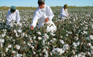 当全球经济失去中国“新疆棉”