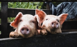 生猪养殖板块大涨，反弹还是反转？