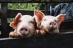 生猪养殖板块大涨，反弹还是反转？